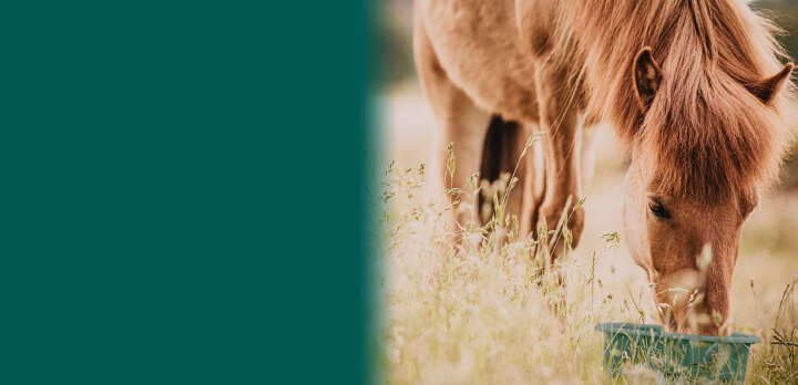 NABE immunsystem Banner 2886x1290